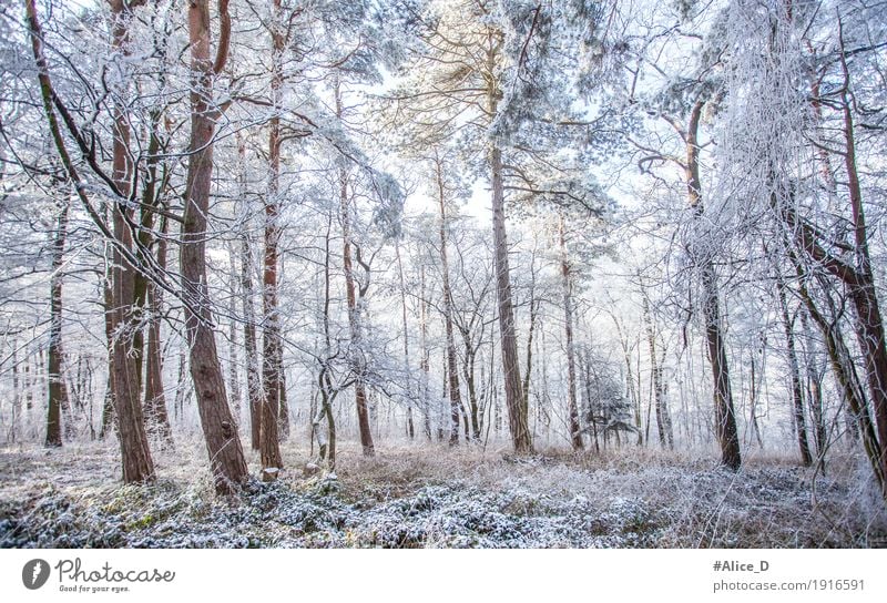 Winter Magic Forest Environment Nature Landscape Climate Climate change Weather Ice Frost Snow Tree forest landscape Cold Natural Blue White Enchanted forest