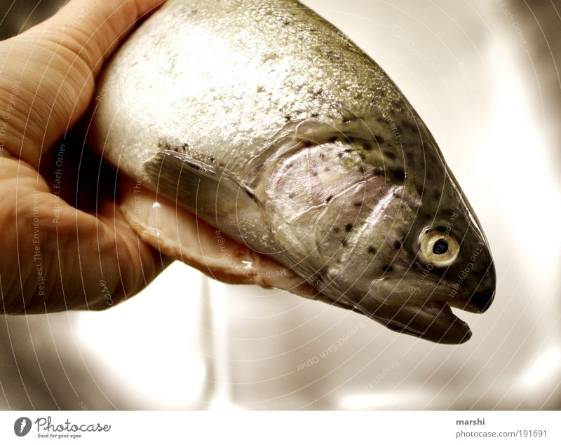 it fishes... Food Fish Nutrition Sushi Nature Animal Scales 1 To hold on Smoothness Trout Fishy Odor Colour photo Malodorous Fish head Fish eyes Dead animal