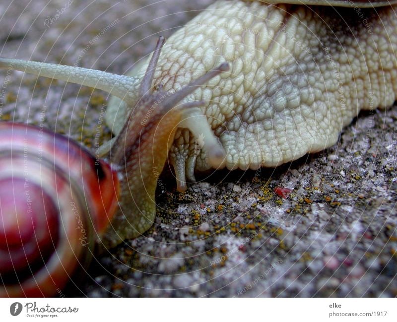 I like you very much. Snail shell Vineyard snail Transport Sand