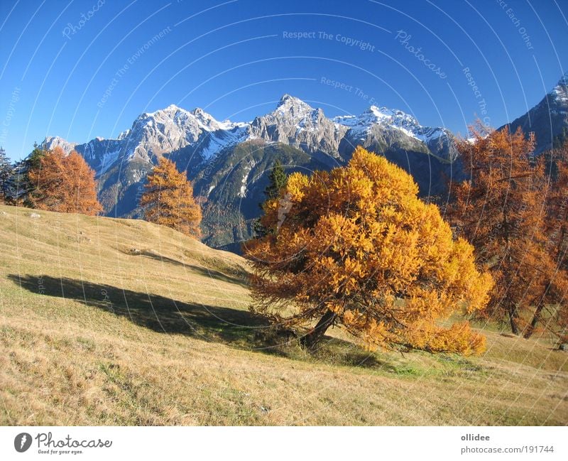 Mountain Autumn 01 Nature Landscape Beautiful weather Tree Meadow Alps Peak Snowcapped peak Walking Friendliness Fresh Natural Positive Warmth Blue Brown Yellow