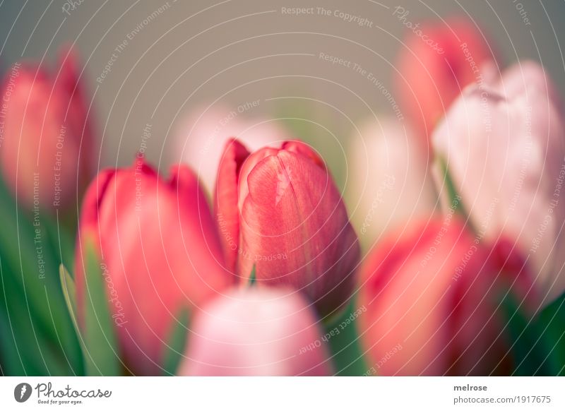Tulip bouquet pink_red II Spring Plant Flower Blossom Wild plant Bouquet spring bouquet Tulip blossom Bulb flowers Spring flowering plant Leaf Calyx Multiple