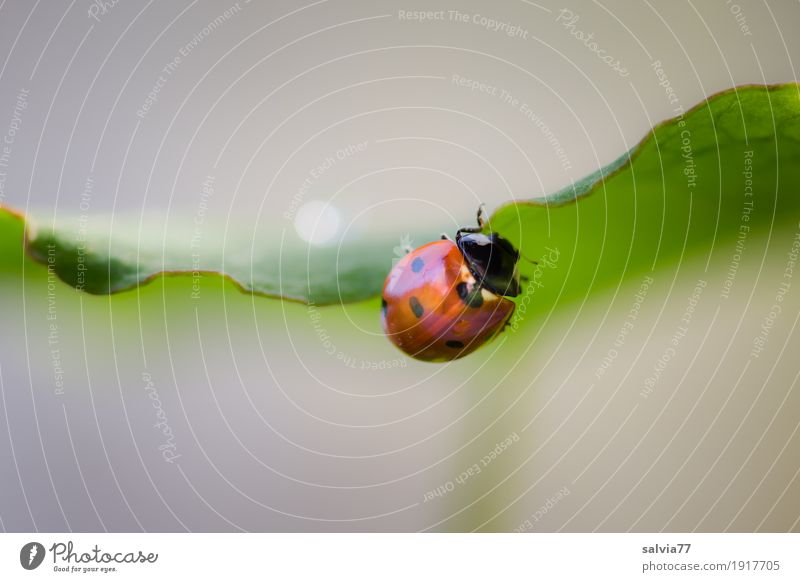 tightrope walk Nature Plant Animal Spring Summer Leaf Garden Beetle Ladybird Seven-spot ladybird Insect 1 Crawl Gray Green Red Spring fever Happy Ease Optimism
