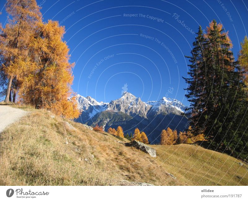 Mountain Autumn 03 Environment Nature Landscape Beautiful weather Tree Alps Relaxation Positive Clean Blue Brown Yellow Esthetic Contentment Leisure and hobbies