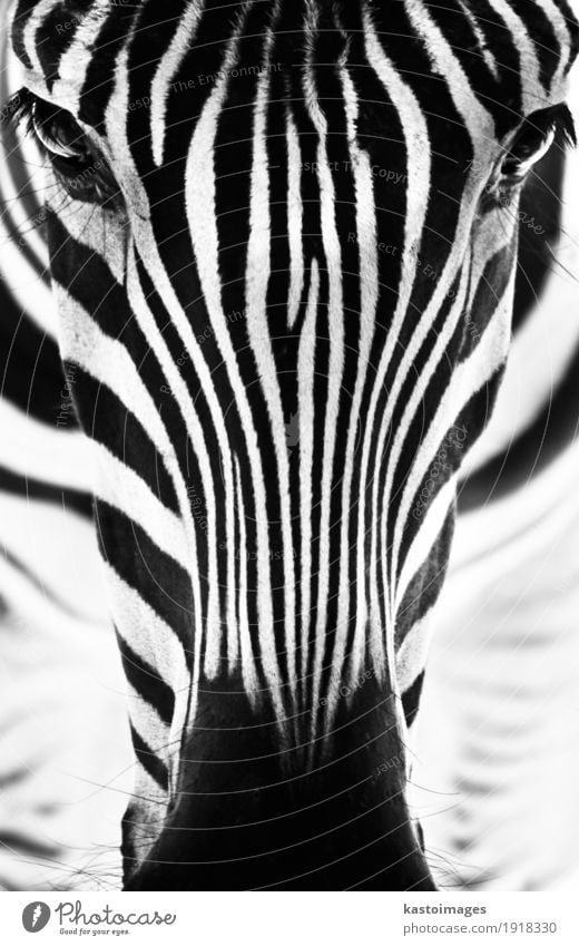 Portrait Of A Zebra Black And White A Royalty Free Stock Photo