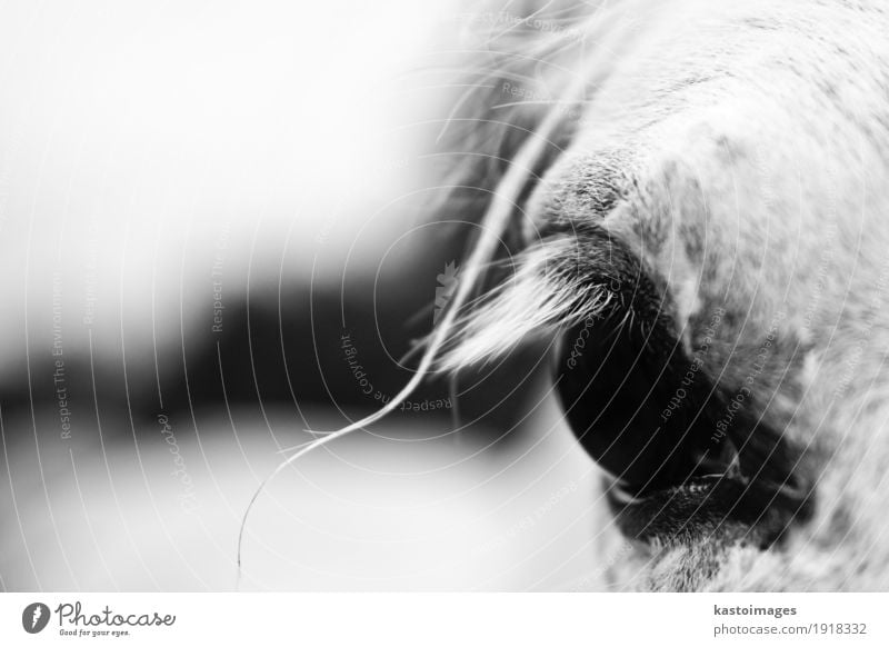 Close up detail of a white horse'e eye Animal Beautiful Wildlife Eyelash head Mane White Horse Horse's head Detail Close-up Black & white photo
