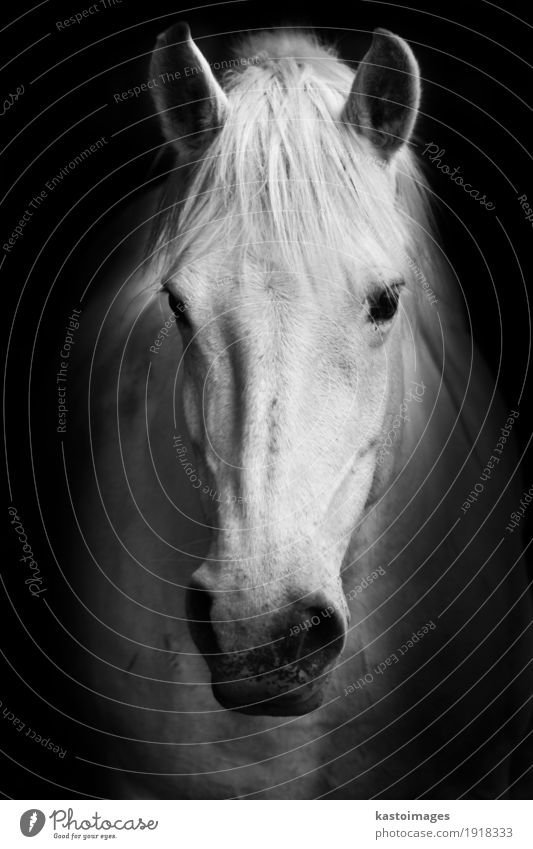 White horse's black and white portrait. Farm animal Horse 1 Animal Nature "horse," "portrait," "beautiful," Domestic "farm," Head Nostrils Mane Pet