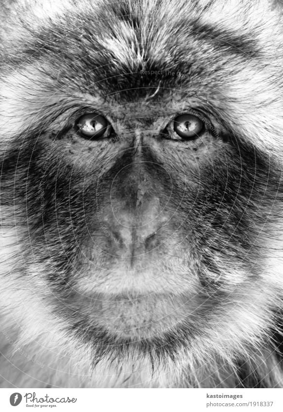 Black and white portrait of a Gibraltar Barbary Macaques monkey Face Nature Animal Virgin forest Fur coat Small Wild White Fear Apes background barbary close