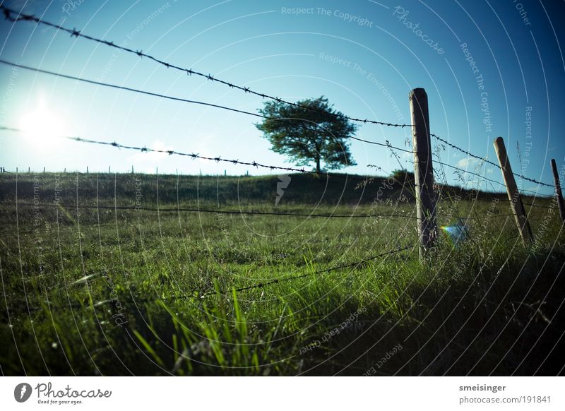 barbed wire with tree Nature Landscape Plant Sky Cloudless sky Sun Summer Beautiful weather Tree Grass Foliage plant Meadow Field Vacation & Travel Idyll
