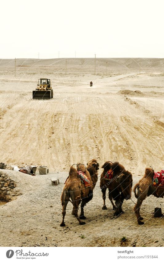 two and a half camels Road construction Environment Nature Earth Sand Desert Traffic infrastructure Animal Farm animal Camel 3 Group of animals Wait Exotic