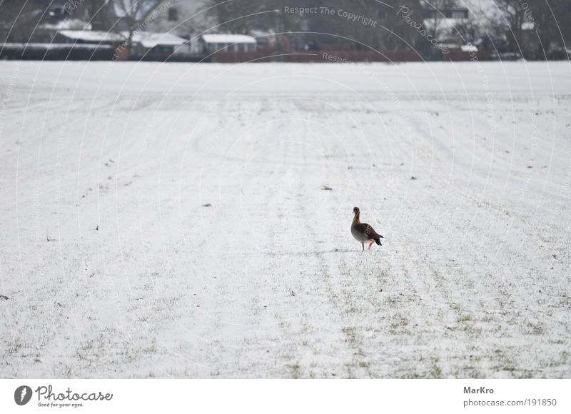 FAR Nature Landscape Winter Snow Grass Field Village Animal Bird 1 Going Walking Looking Far-off places Cold Loneliness Colour photo Exterior shot Day