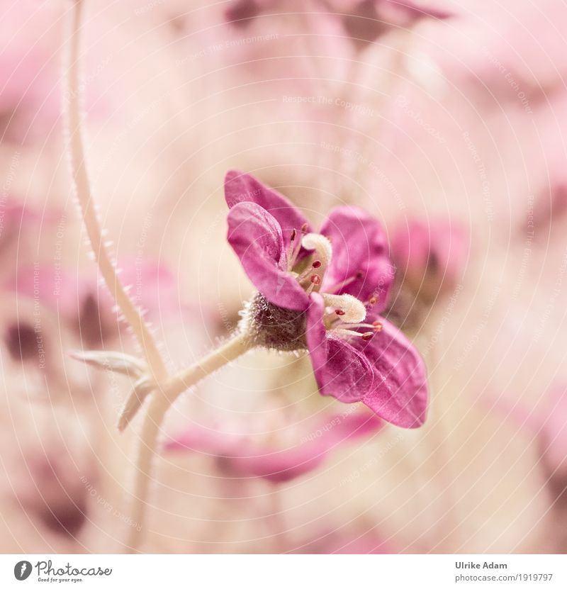 Small pink blossom Nature Plant Summer Beautiful weather Flower Blossom Exotic Garden Park Blossoming Warmth Wild Soft Pink Calm Pistil Blossom leave