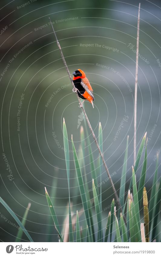 Southern Red Bishop birding Vacation & Travel Trip Far-off places Summer Environment Nature Common Reed Lakeside Pond Animal Wild animal Bird Animal face Wing 1