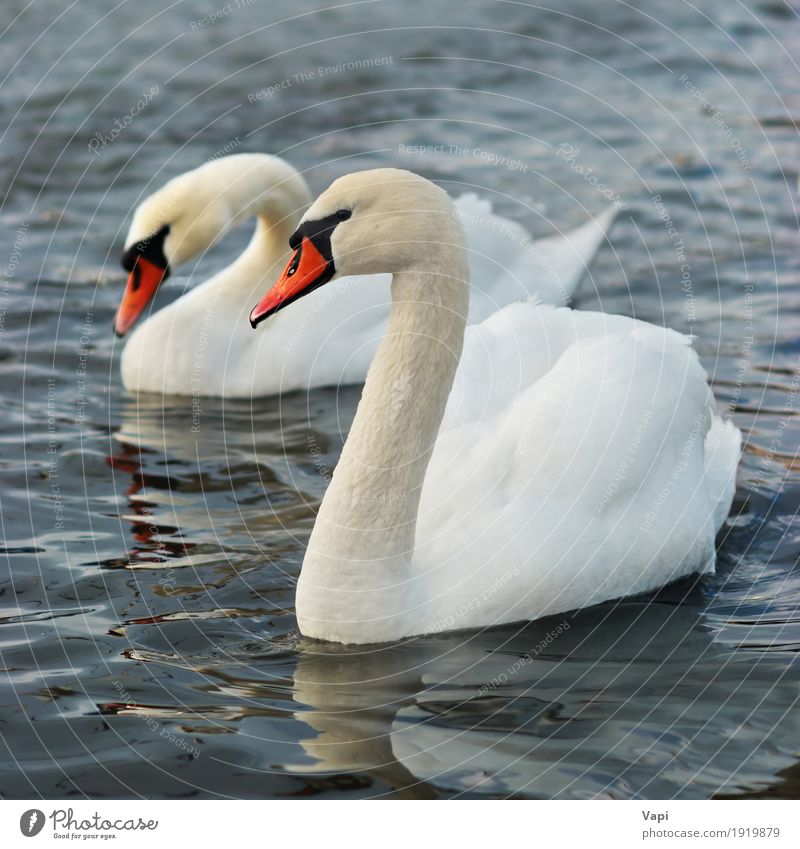 Pair of white swans Elegant Beautiful Zoo Environment Nature Landscape Animal Water Pond Lake River Wild animal Bird Swan Wing 2 Touch Love Cute Clean Blue