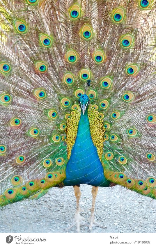 Blue peacock Animal Wild animal Bird Yellow Green Colour Peacock tail eye India opening Nationalities and ethnicity Tropical brushing Parking Feather domestical
