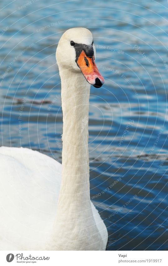Beautiful white swan Elegant Waves Environment Nature Animal Water Pond Lake River Wild animal Bird Swan Animal face 1 Touch Love Cute Clean Blue Gray Orange