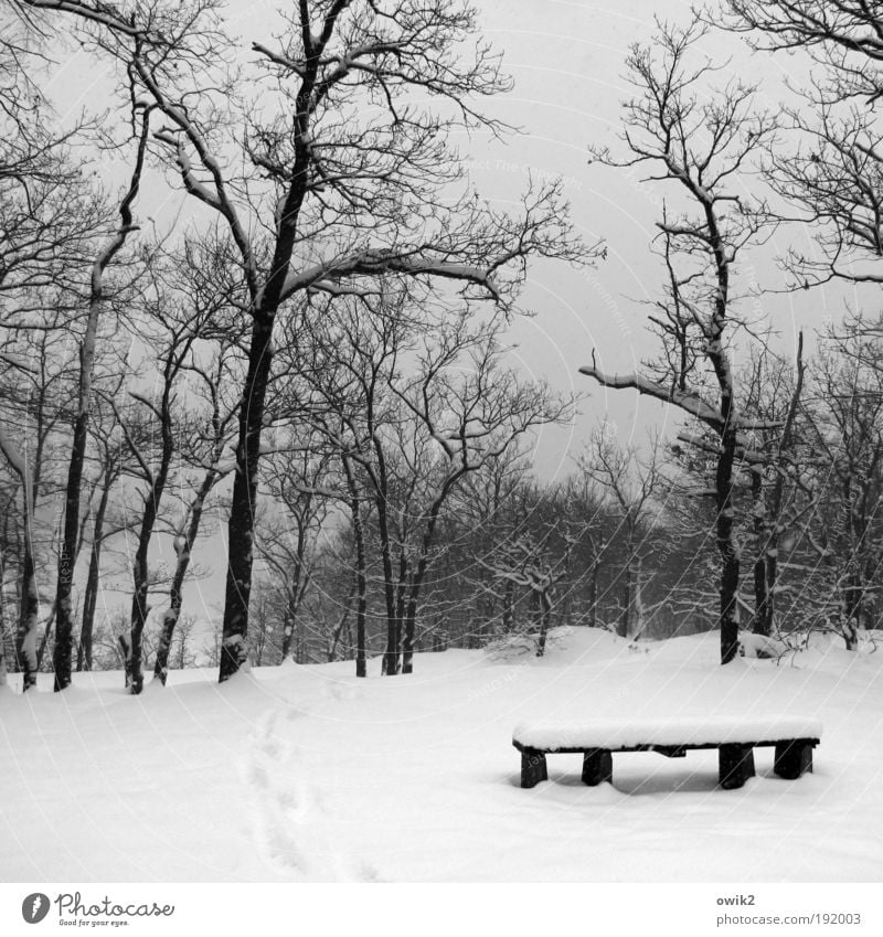 Winter is wishful Snow Winter vacation Hiking Environment Nature Landscape Elements Sky Climate Weather Beautiful weather Ice Frost Park Forest Bench Seating