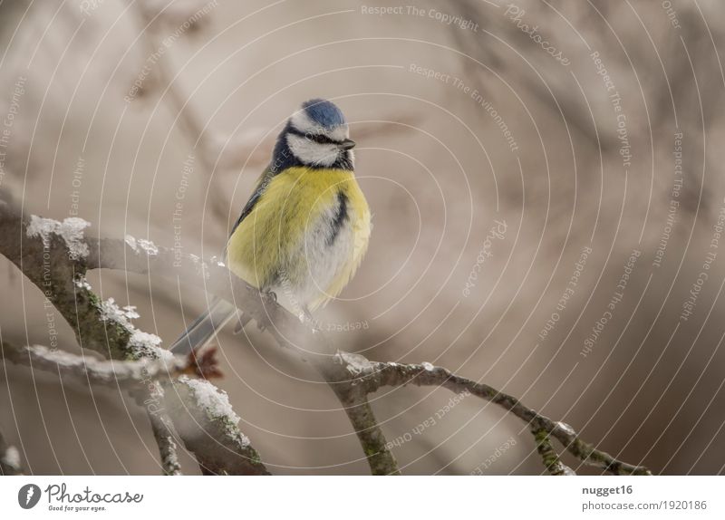 Blue Tit Environment Nature Animal Winter Beautiful weather Ice Frost Snow Tree Garden Park Forest Wild animal Bird Animal face Wing Tit mouse 1 Observe Sit
