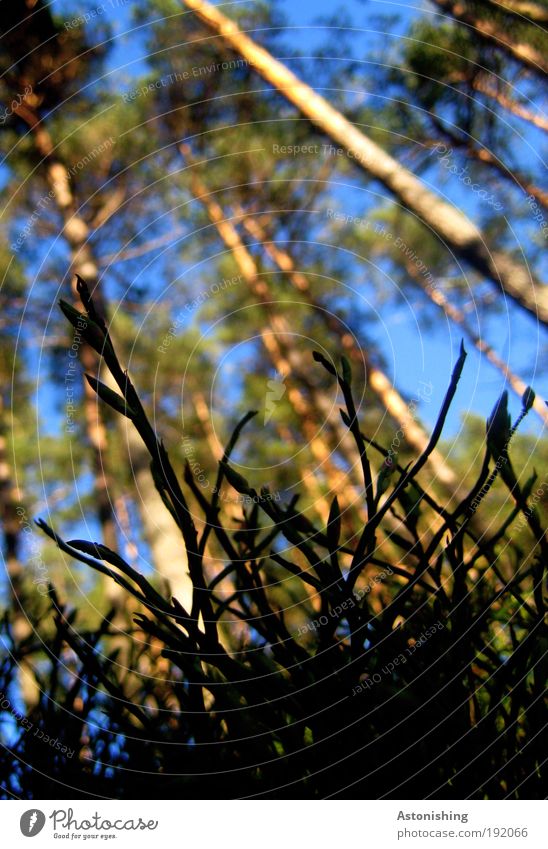 from the point of view of a beetle Environment Nature Landscape Plant Earth Sky Summer Weather Beautiful weather Tree Grass Bushes Forest Animal Beetle Growth