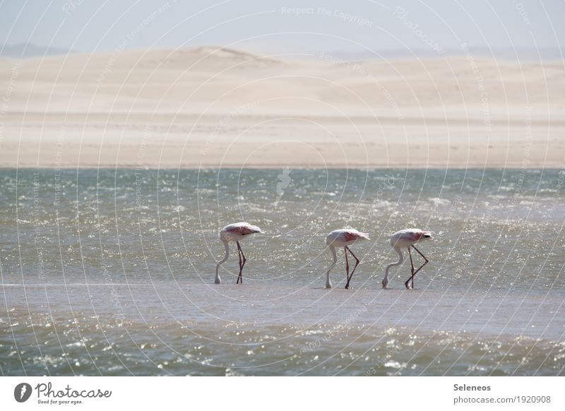 three in search of food Relaxation Calm Vacation & Travel Trip Adventure Far-off places Freedom Summer Summer vacation Sun Beach Ocean Water Horizon Coast