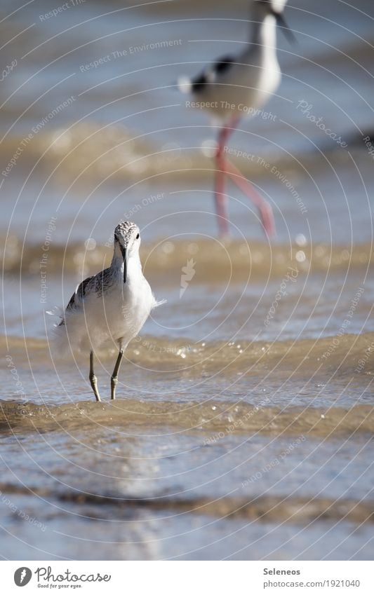 wet feet Trip Summer Ocean Waves Environment Nature Water Coast Lakeside River bank Beach Animal Bird 2 Wet Natural Ornithology Colour photo Exterior shot