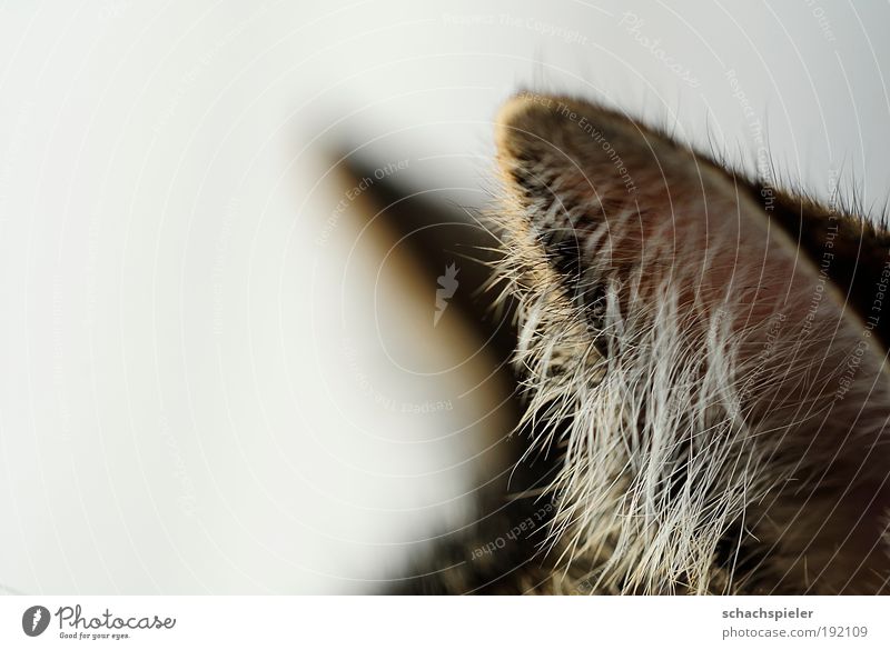 Listen! Cat Domestic cat European Shorthair 1 Animal Attentive Watchfulness Calm ears Ear hangover Colour photo Close-up Detail Macro (Extreme close-up)