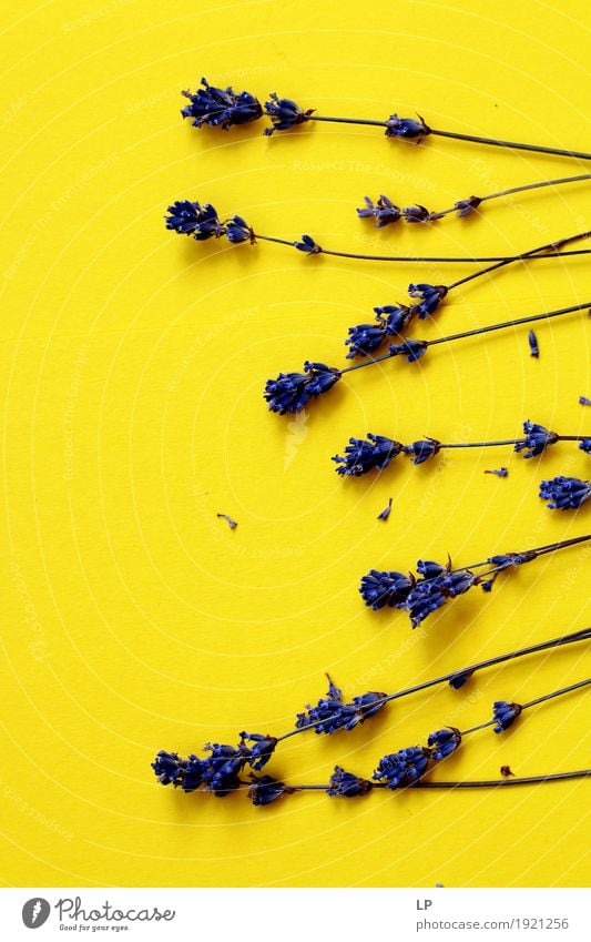 lavender straws on yellow background Lifestyle Style Design Joy Medication Wellness Harmonious Well-being Contentment Senses Relaxation Calm Meditation