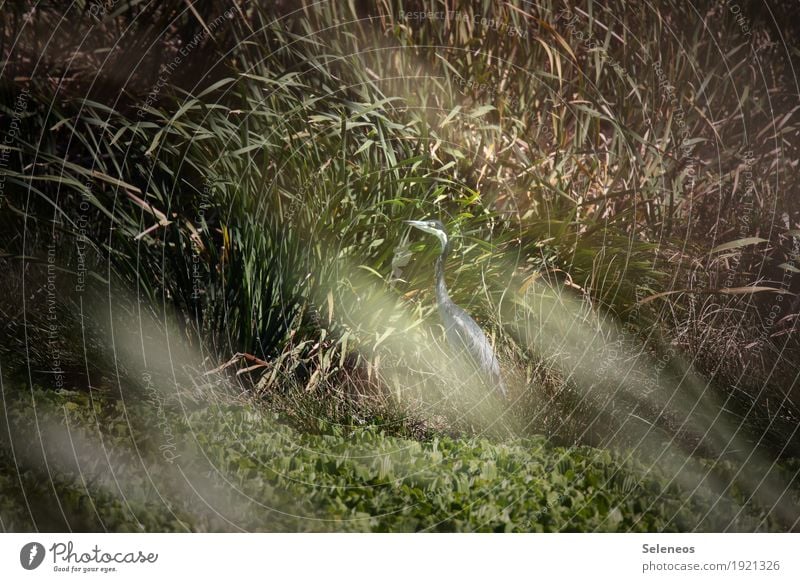 black-headed heron Summer Environment Nature Beautiful weather Common Reed Coast Lakeside River bank Pond Animal Wild animal Bird Heron 1 Natural Hide Concealed