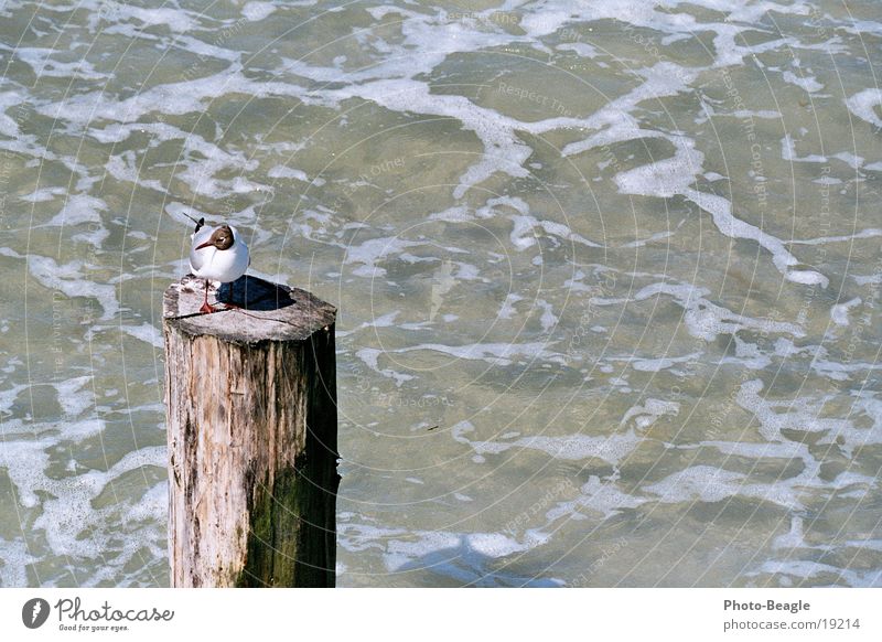 The stake in the surf... ;-) Lake Ocean Maritime Seagull Zingst Gull birds Baltic Sea Pole Water draining wave sea seaside waves holiday holidays vacation