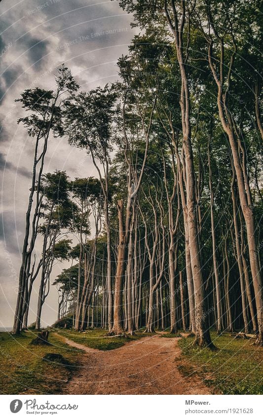 magic forest Forest Tree Spooky Lanes & trails Warped Bend Fantastic Girlish Fairy tale Fairytale landscape Enchanted forest Baltic Sea Hiking Exit route Eerie