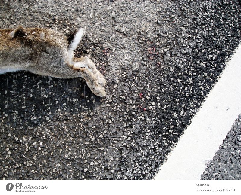 dead Transport Road traffic Traffic accident Street Animal Wild animal Dead animal Pelt Paw Hare & Rabbit & Bunny 1 Lie Compassion Grief Death Disgust Pain