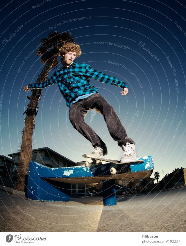 Skater under the palm tree Human being Masculine Young man Youth (Young adults) 1 18 - 30 years Adults Youth culture Palm tree Movement Driving Sports Jump Blue