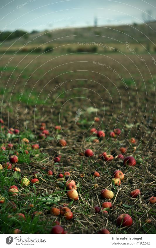self-service Food Fruit Apple Nutrition Trip Thanksgiving Environment Nature Autumn Tree Field Old Lie Authentic Natural Original Gloomy Wild Brown Red Appetite