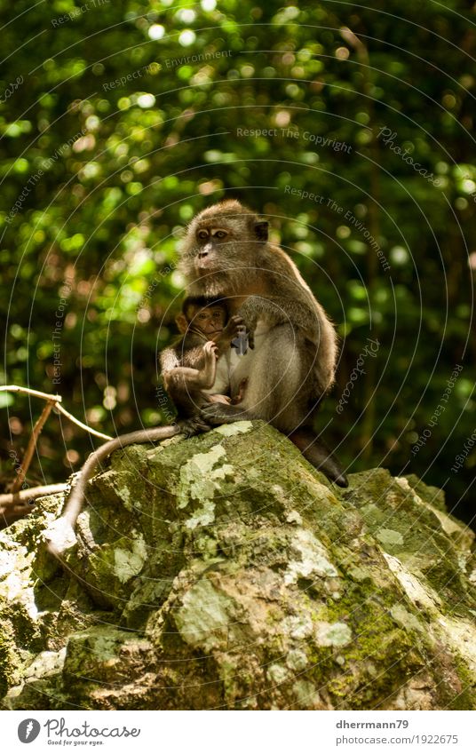 Baby monkey being suckled Animal Monkeys Appease Teat Mother Child Baby animal Intimacy 2 Group of animals Trust Protection Love of animals Relationship