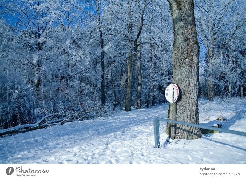 winter wonderland Trip Freedom Winter vacation Hiking Environment Nature Landscape Ice Frost Snow Tree Forest Movement Loneliness Relaxation Mysterious Idyll