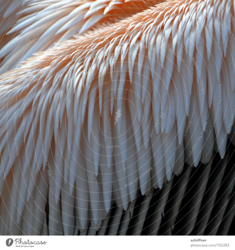 freshly combed Nature Animal Bird Pink Pelican Feather Arrangement Queer fish Plumed Neutral Background Zoo Animal portrait Tilt