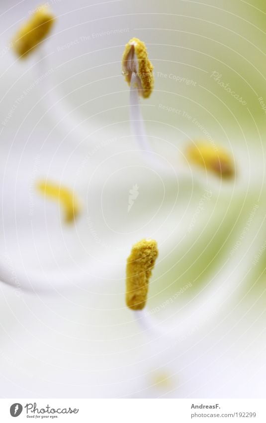 amaryllis Wellness Nature Plant Spring Flower Blossom Near Yellow Amaryllis Pollen Stamen Macro (Extreme close-up) Close-up Blossom leave Bee Colour photo