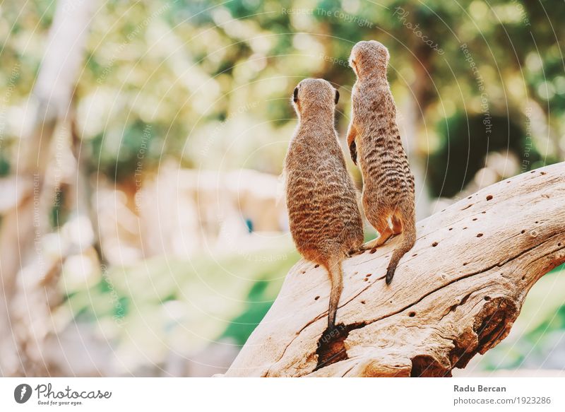 Meerkat or Suricate Family (Suricata Suricatta) in Africa Family & Relations Nature Animal Tree Forest Wild animal 2 Group of animals Pair of animals Observe