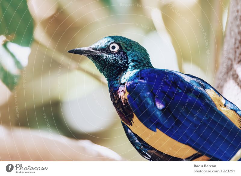 Golden Breasted Starling Bird Portrait Exotic Nature Animal Summer Tree Forest Wild animal Animal face Wing 1 Observe Looking Stand Bright Beautiful Cute Blue