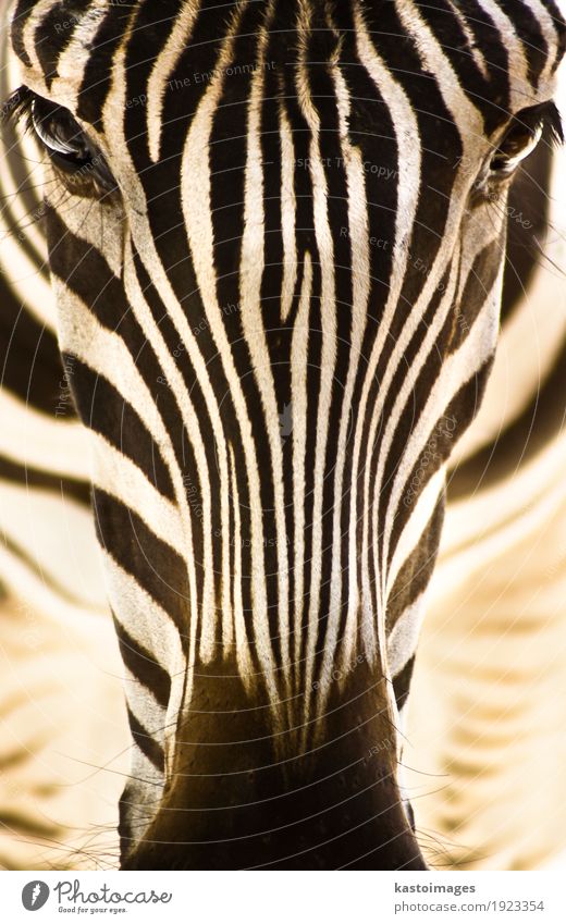 Portrait of a zebra. Beautiful Body Skin Face Safari Zoo Environment Nature Animal Park Wild animal Animal face 1 Stripe Feeding Stand Bright Small Brown Black