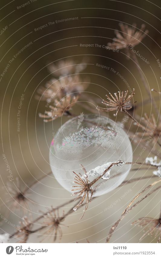 frozen soap bubble hangs on dried umbel of meadow chervil Joy Leisure and hobbies Children's game Soap bubble Nature Plant Winter Ice Frost Flower Garden Park