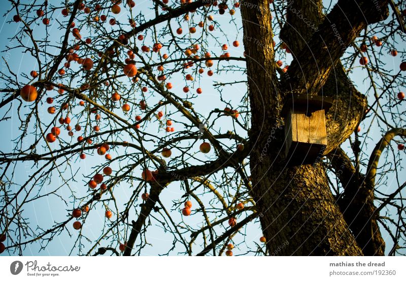 apple Fruit Apple Environment Nature Plant Cloudless sky Winter Beautiful weather Ice Frost Snow Tree Garden Bird Hang Tree trunk Branch Bleak Empty Red Round