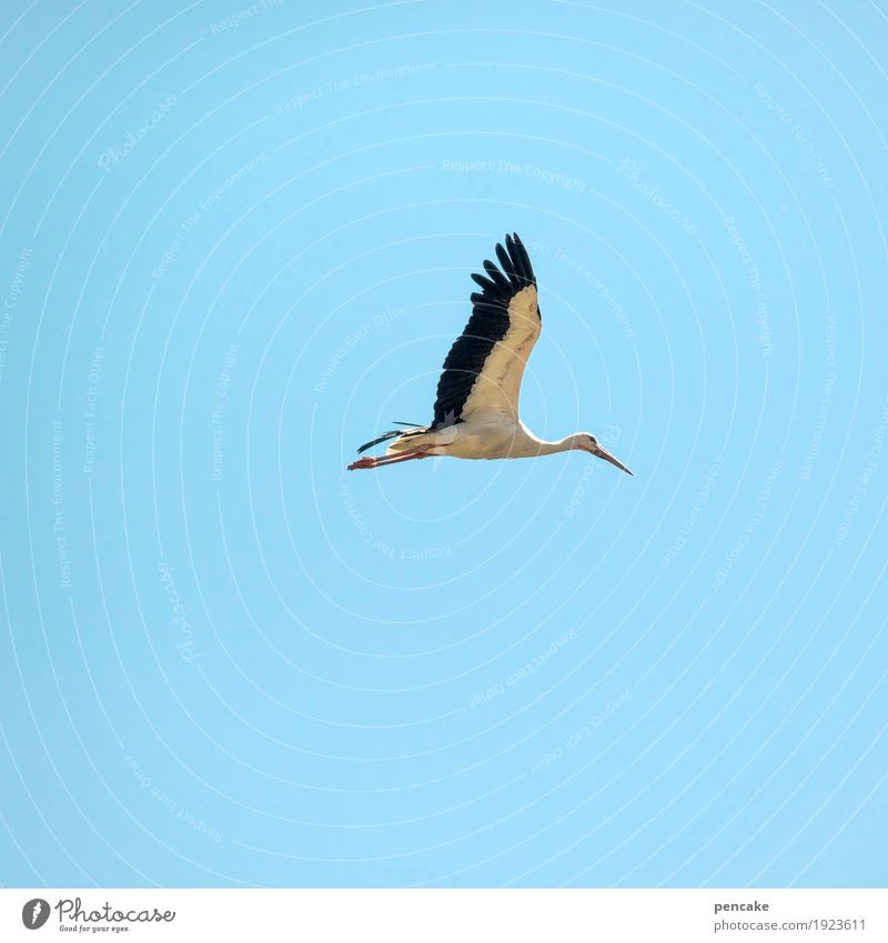 Clear view Elements Sky Cloudless sky Spring Beautiful weather Animal 1 Sign Spring fever Anticipation Optimism Watchfulness Birth Baby Stork Flying Blue sky