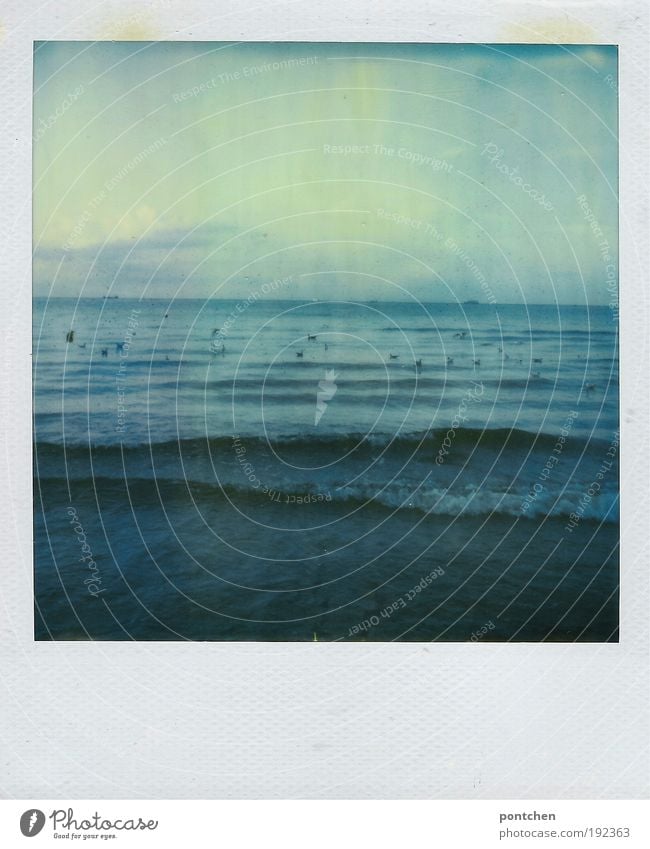 Polaroid shows sea on which lions swim Vacation & Travel Tourism Trip Far-off places Freedom Summer Ocean Waves Nature Elements Water Sky Wind Virgin forest