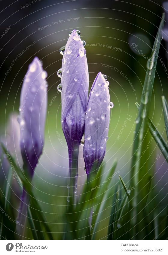 Wet crocuses V Nature Plant Spring Flower Blossom Crocus Garden Blossoming Fragrance Growth Esthetic pretty Sustainability Brown Green Violet Happiness