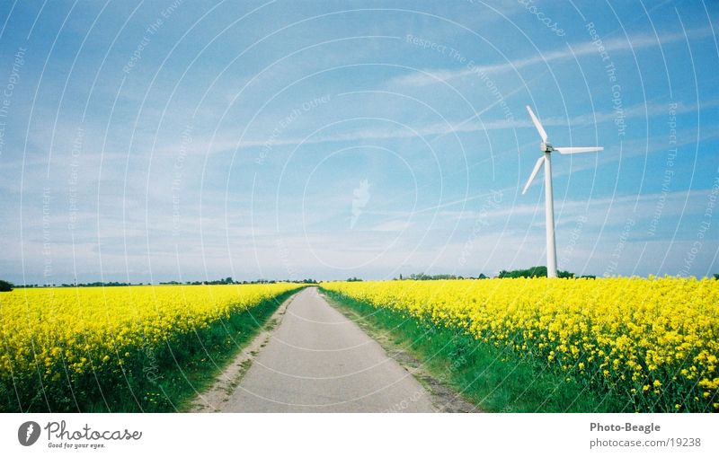 dandelion Canola Spring Wind energy plant Fehmarn Street Lanes & trails Renewable energy
