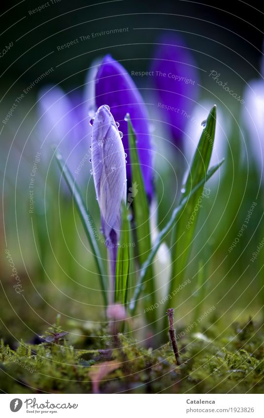 Wet crocuses IV Nature Plant Drops of water Spring Flower Moss Blossom Crocus Garden Blossoming Fragrance Growth Esthetic pretty Sustainability Brown Green