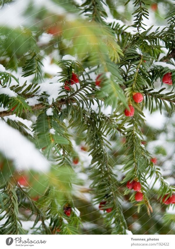 tricolour Winter Snow White Fir tree Fir needle Red Rawanberry Coniferous trees Frost Ice Frozen Nature Enchanting To go for a walk Winter walk Yew Poison Cold