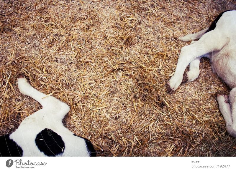 2 knuckles of veal Animal Farm animal Cow Pair of animals Baby animal Lie Sleep Authentic Simple Funny Dry Calf Dappled Speckled Straw Barn Animalistic Mammal