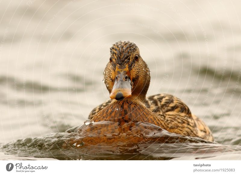 female mallard duck swimming towards the camera Beautiful Hunting Winter Camera Woman Adults Nature Animal Pond Lake River Bird Natural Cute Wild Brown Colour