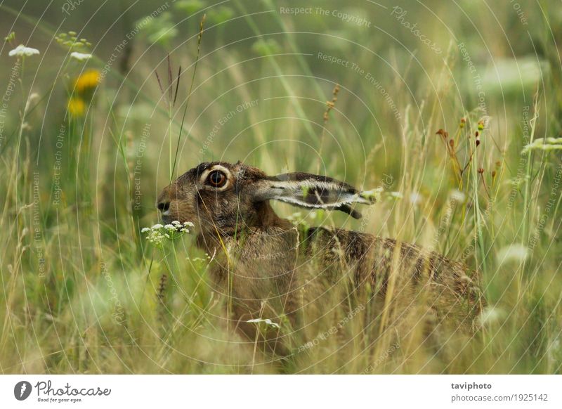 wild hare hiding in big grass Hunting Nature Animal Grass Meadow Natural Cute Wild Brown Gray Green wildlife Lepus europaeus ears gorgeous hare Rodent Hidden